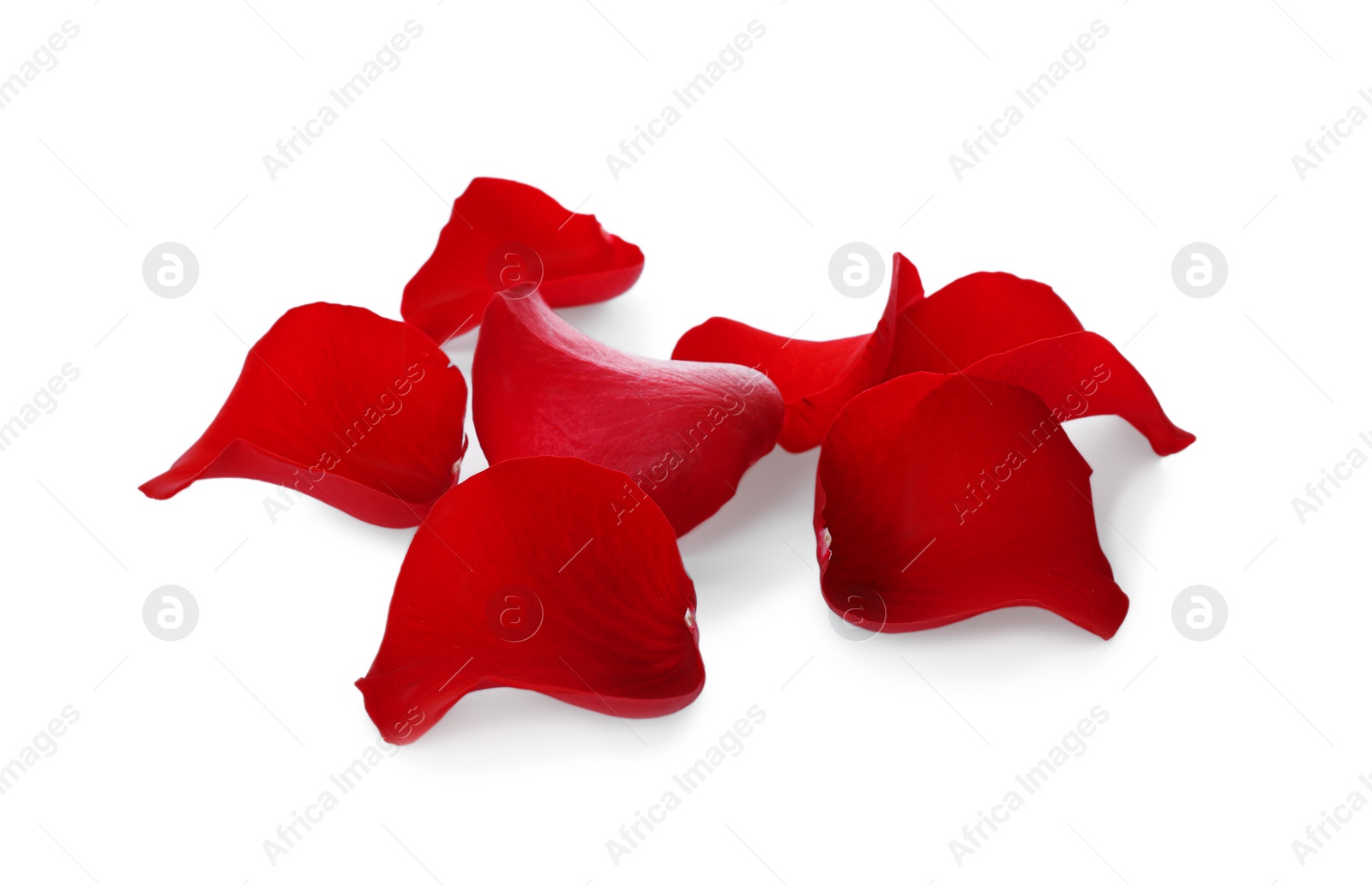 Photo of Fresh red rose petals on white background