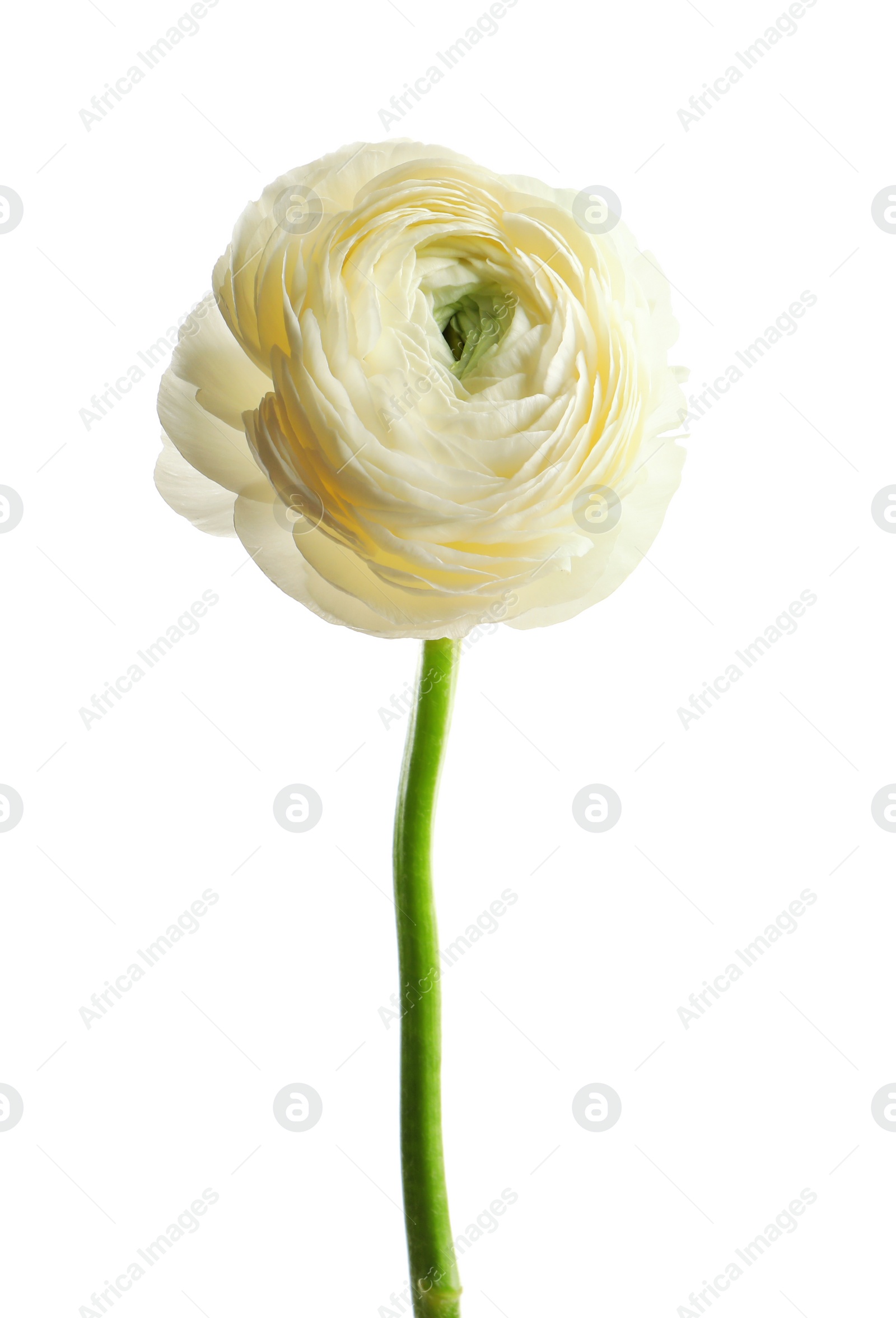 Photo of Beautiful ranunculus flower on white background