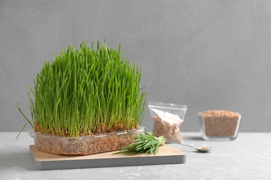 Photo of Fresh green wheat grass in container on table against color background, space for text