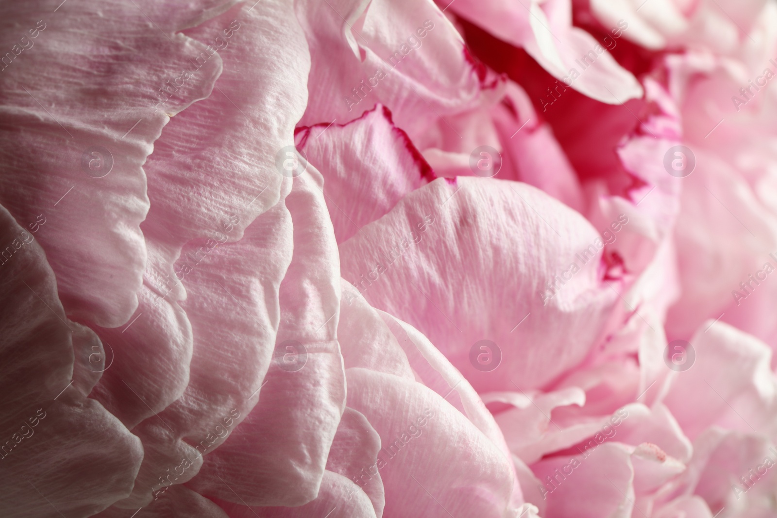 Photo of Closeup view of beautiful blooming peony as background. Floral decor