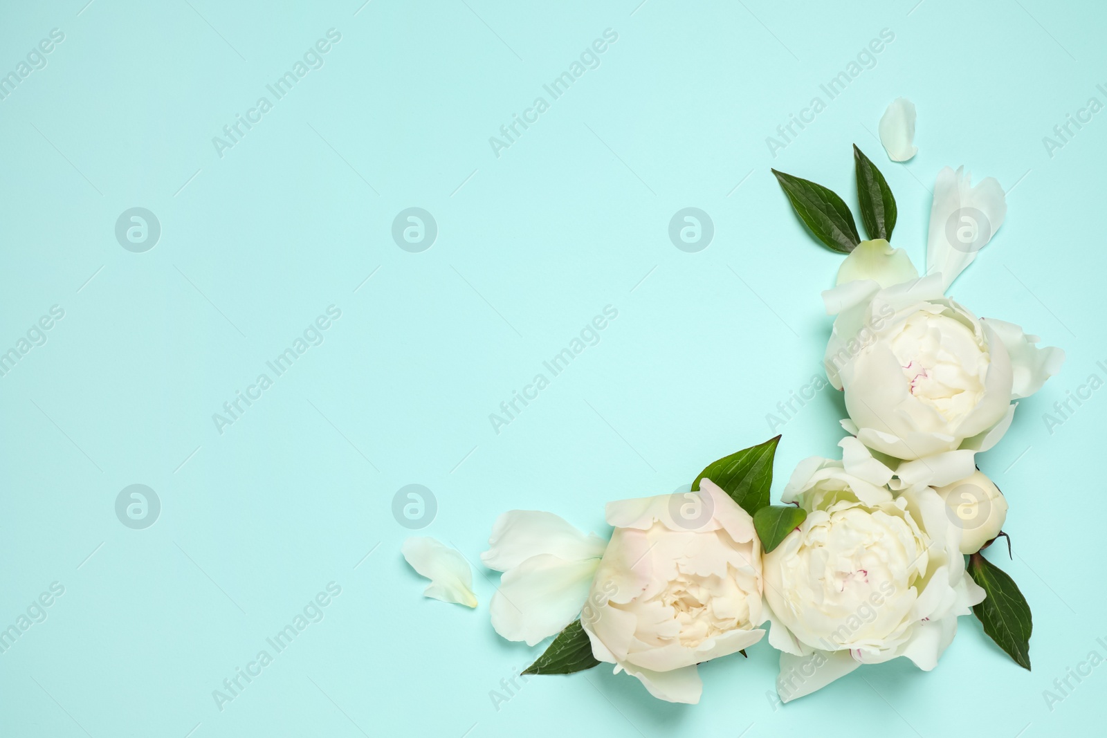 Photo of Beautiful white peonies on turquoise background, flat lay. Space for text