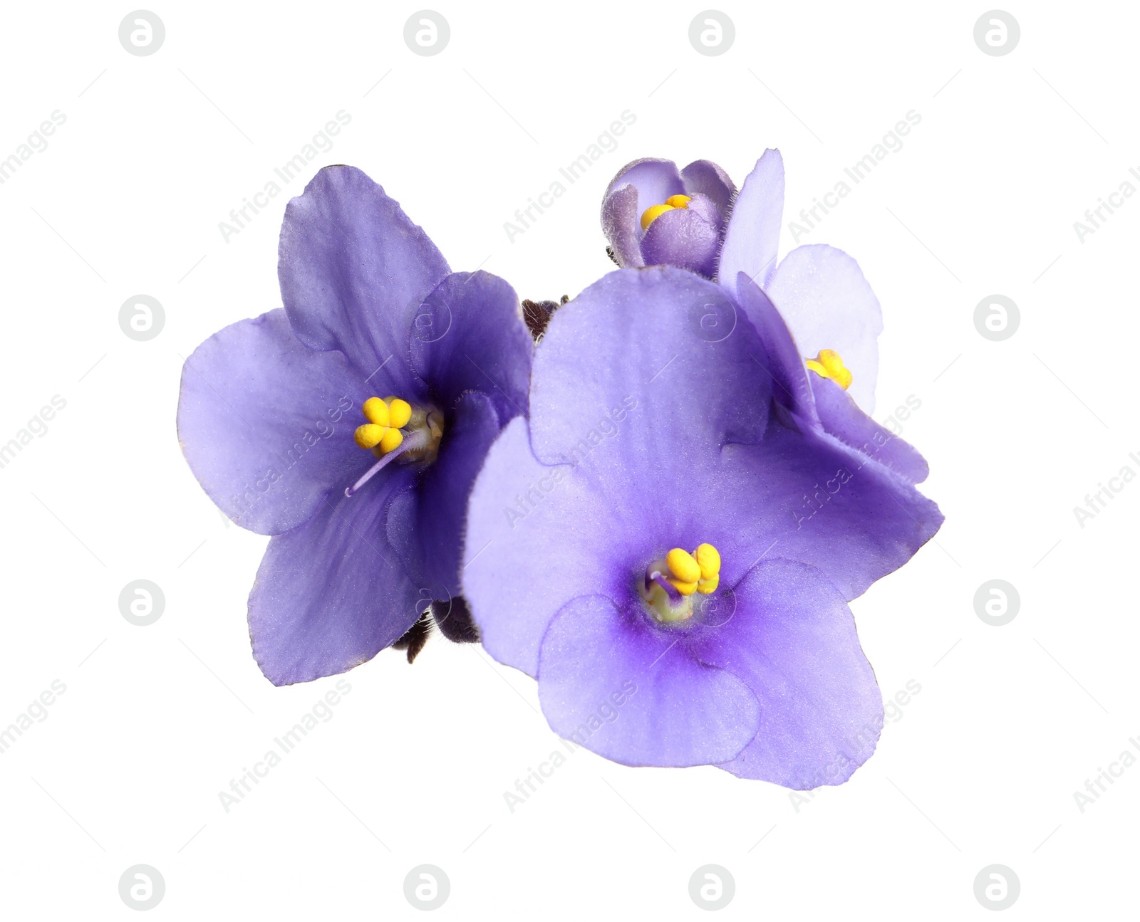 Photo of Purple flowers of violet plant isolated on white