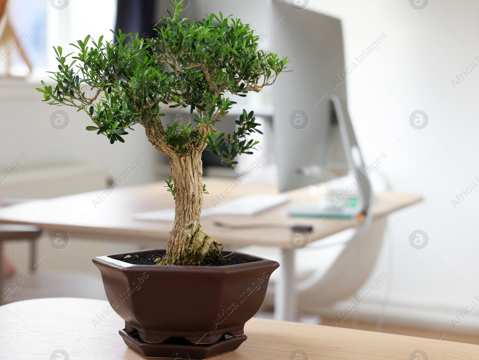 Photo of Beautiful bonsai tree in pot on wooden table indoors, space for text