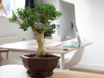 Beautiful bonsai tree in pot on wooden table indoors, space for text