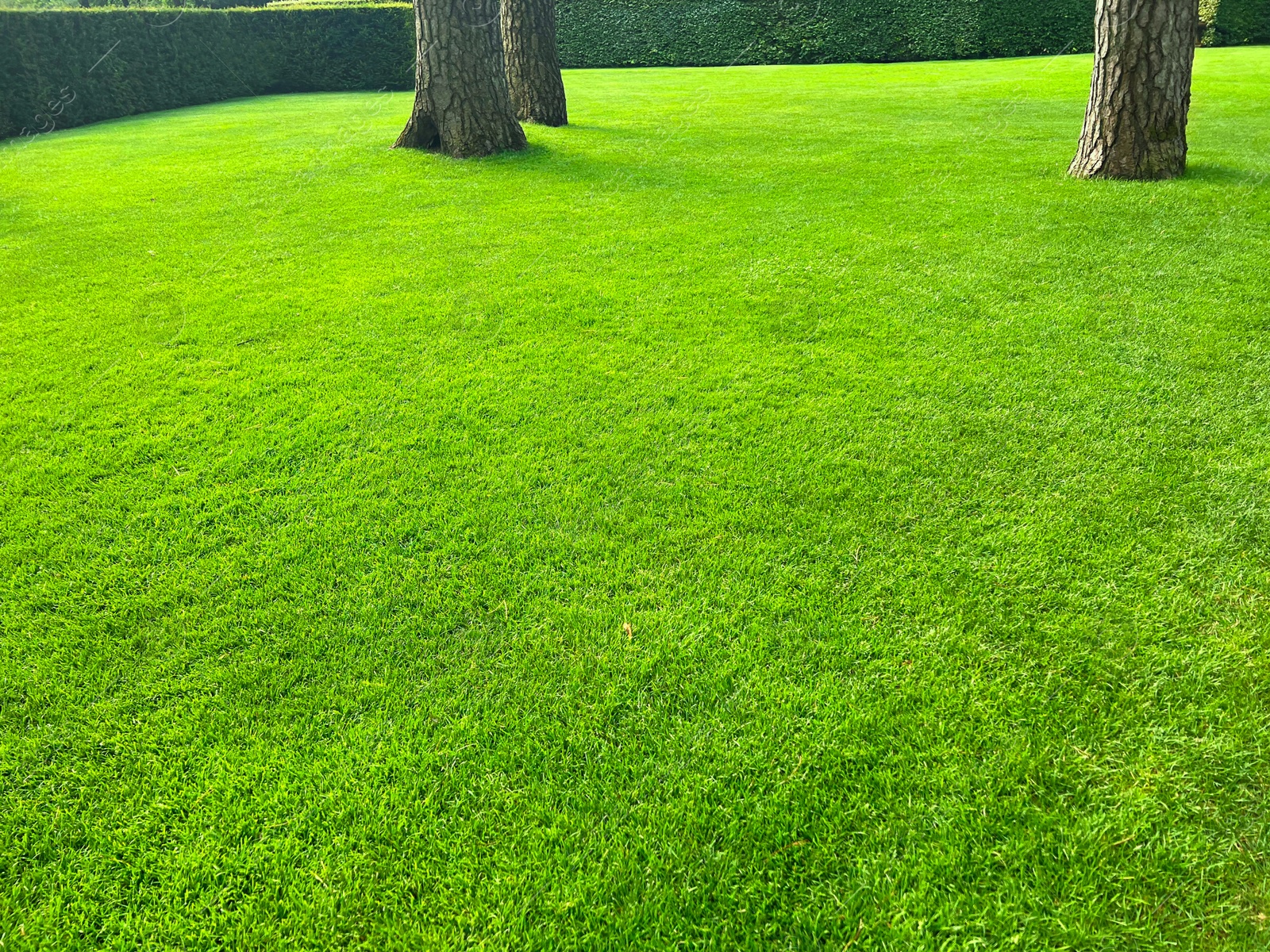 Photo of Beautiful view of green grass in garden on sunny day