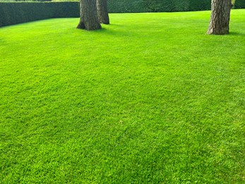 Beautiful view of green grass in garden on sunny day