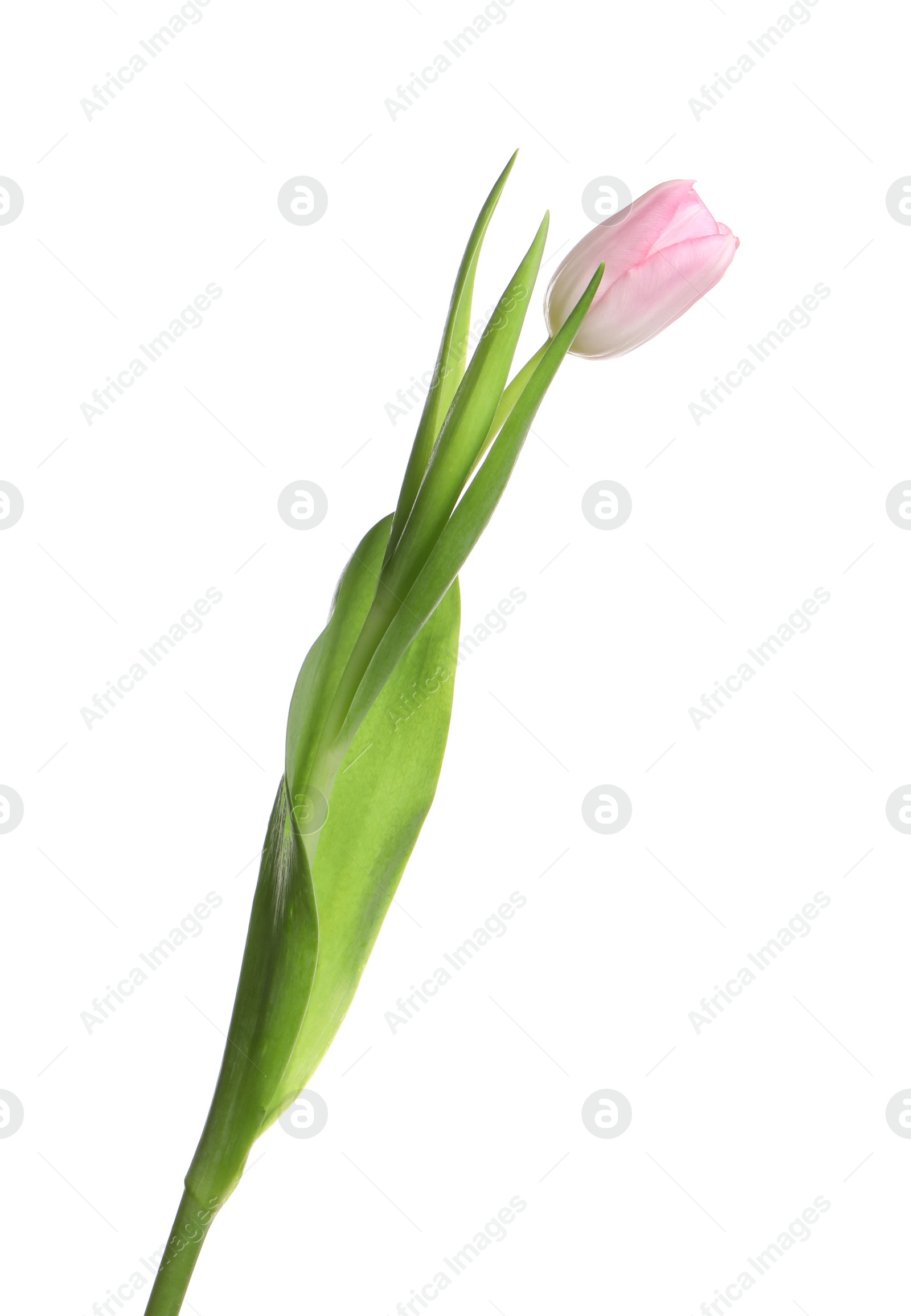 Photo of One beautiful delicate tulip isolated on white