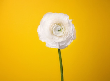 Photo of Beautiful ranunculus flower on color background