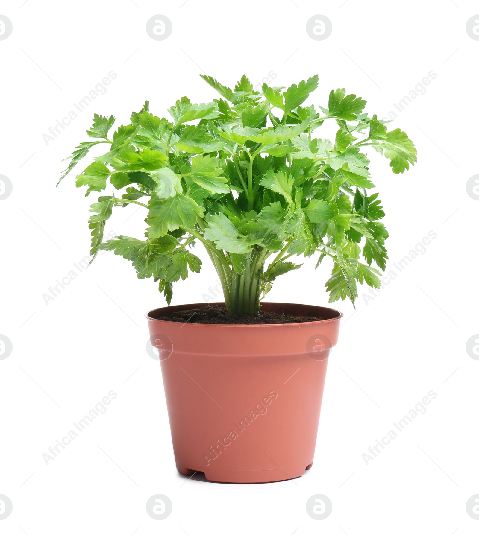 Photo of Fresh green organic parsley in pot on white background