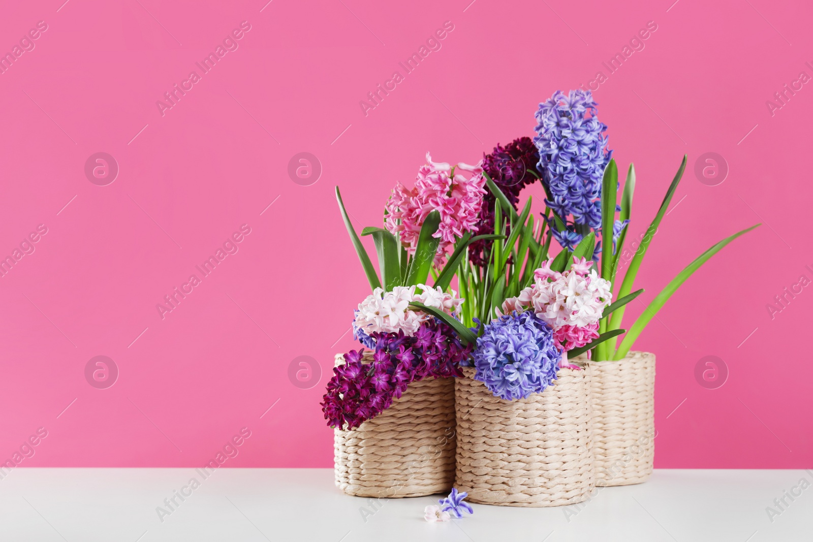 Photo of Beautiful hyacinths in wicker pots on table against color background, space for text. Spring flowers