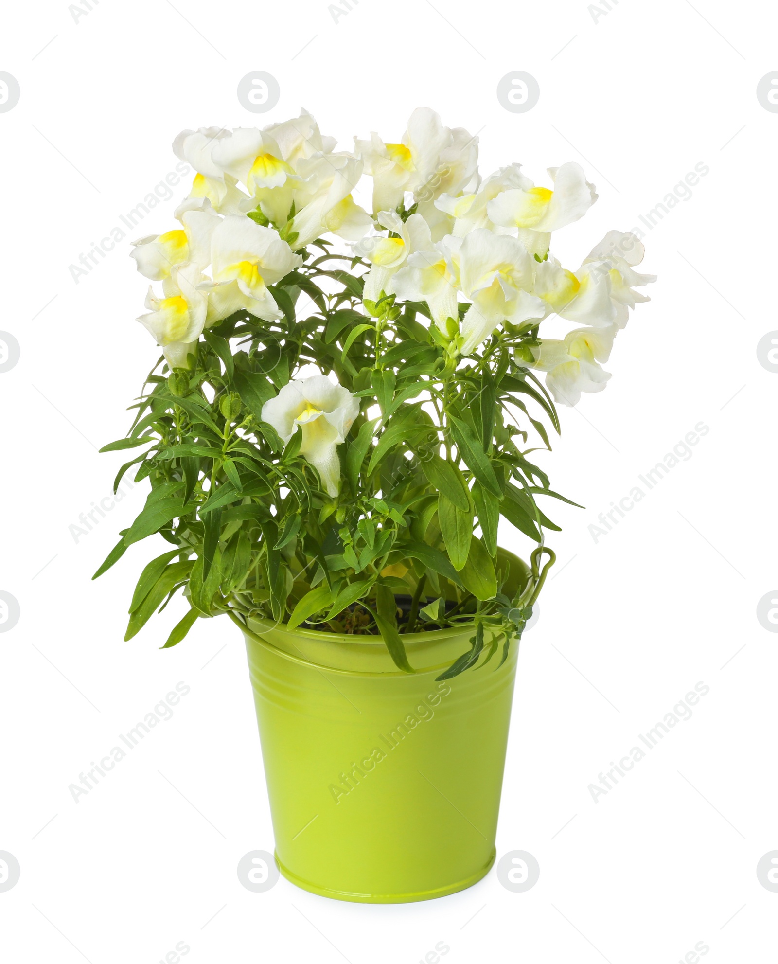 Photo of Beautiful snapdragon flowers in green pot isolated on white