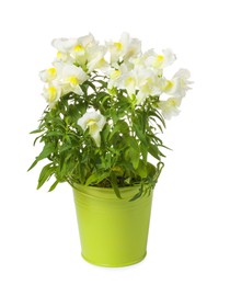 Beautiful snapdragon flowers in green pot isolated on white
