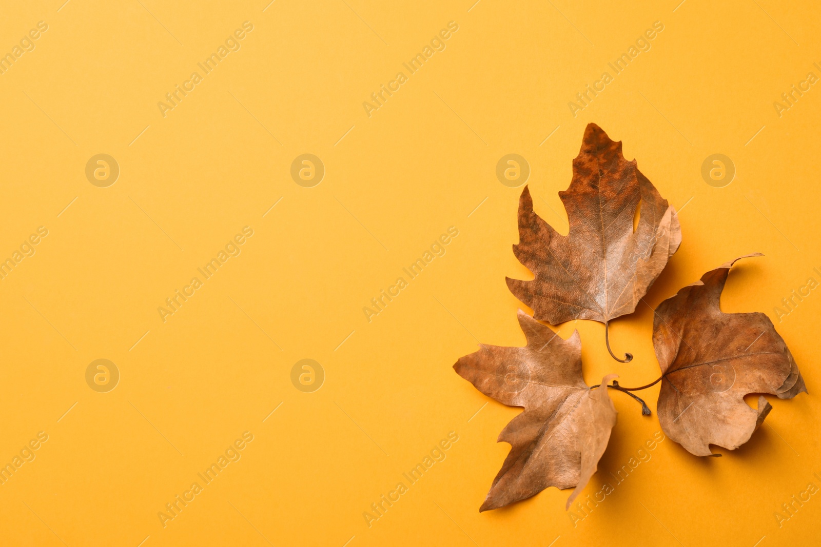 Photo of Dry autumn leaves on yellow background, flat lay. Space for text