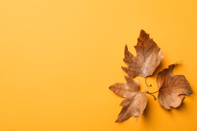 Photo of Dry autumn leaves on yellow background, flat lay. Space for text