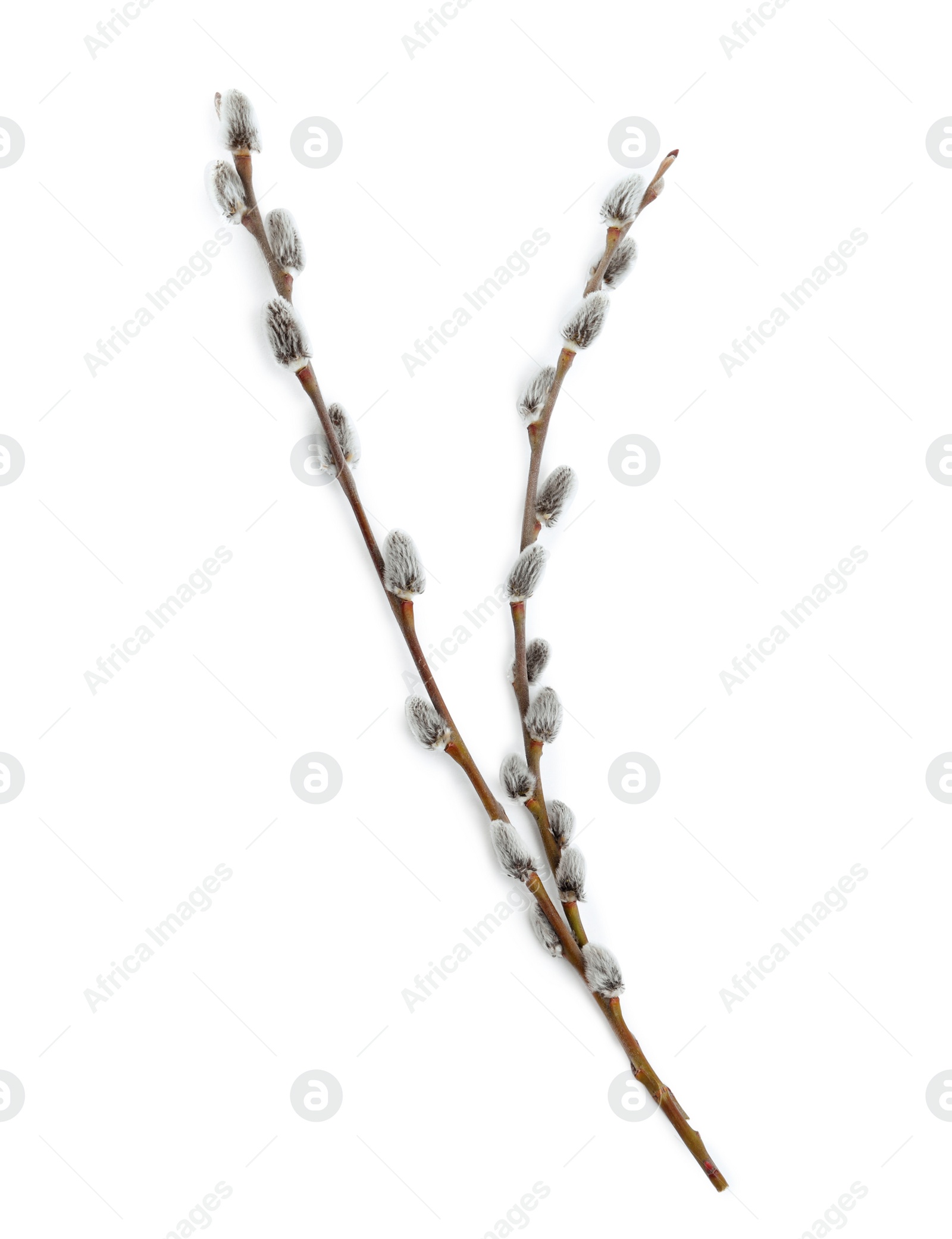 Photo of Beautiful blooming pussy willow branches on white background, top view