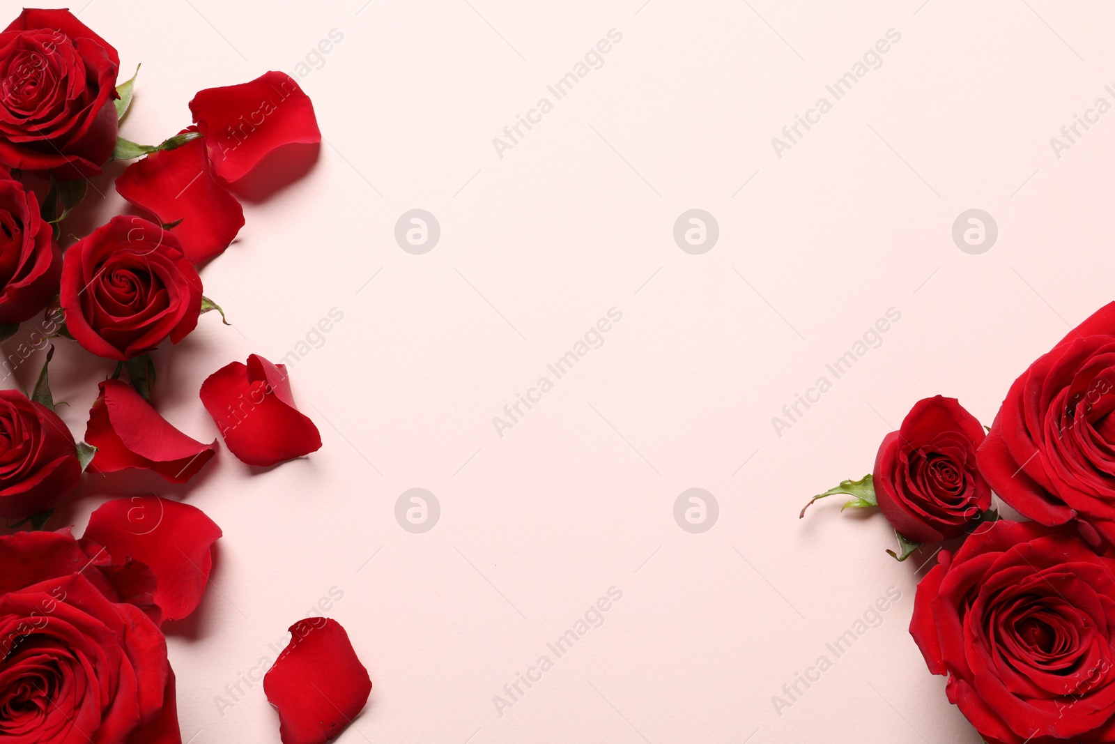 Photo of Beautiful red roses and petals on pale pink background, flat lay. Space for text