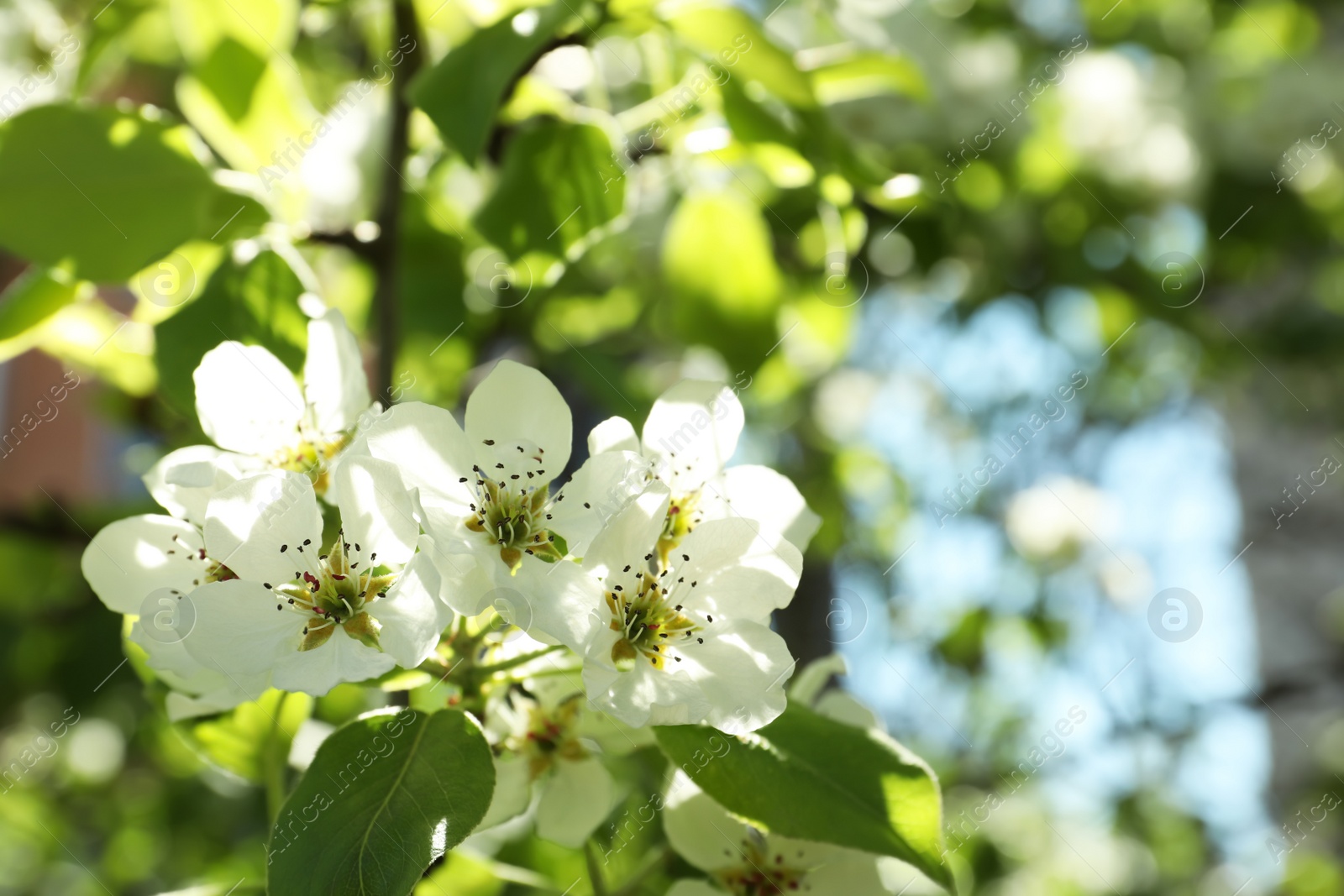 Photo of Beautiful blossoming pear tree outdoors on sunny day, closeup. Space for text