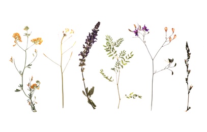 Photo of Dried meadow flowers on white background, top view