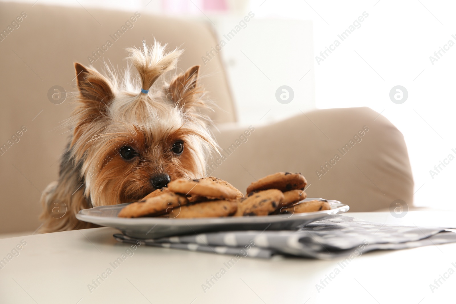 Photo of Yorkshire terrier on sofa near plate with cookies indoors, space for text. Happy dog