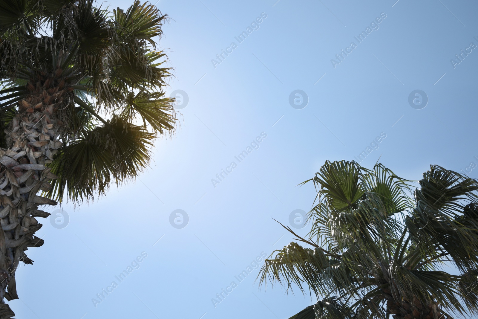 Photo of Beautiful palm trees with green leaves against blue sky, low angle view