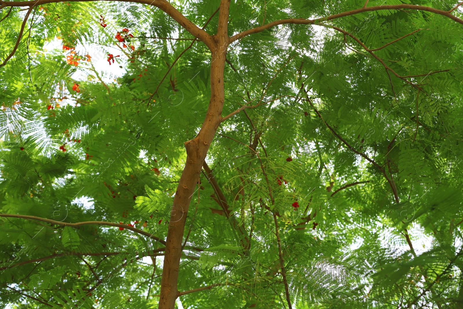 Photo of Green plant at tropical resort on sunny day