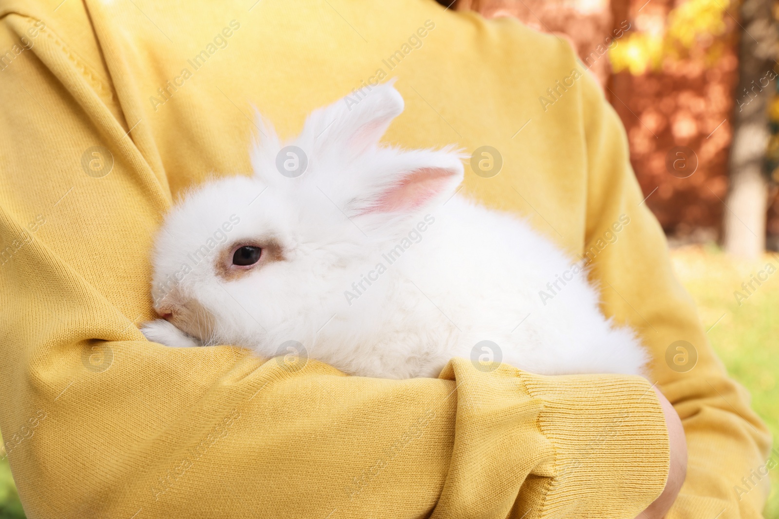 Photo of Woman with fluffy white rabbit outdoors, closeup. Cute pet