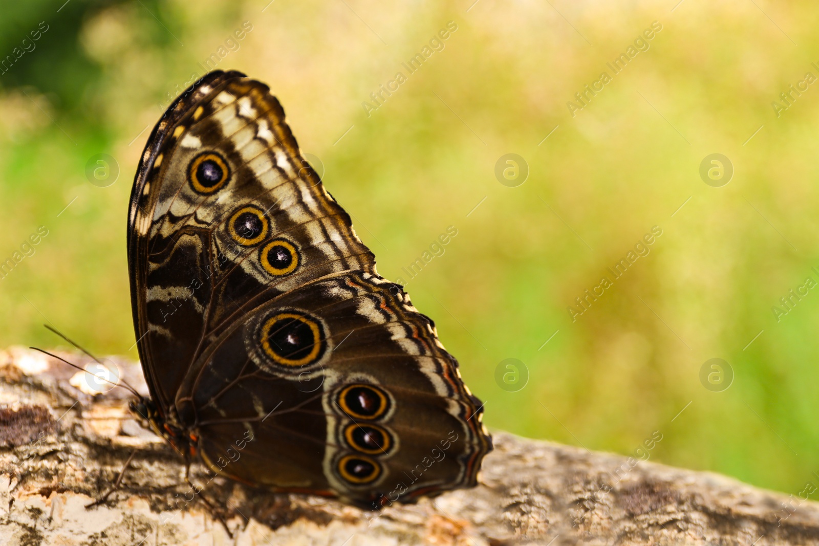 Photo of Beautiful Blue Morpho butterfly on wooden log outdoors