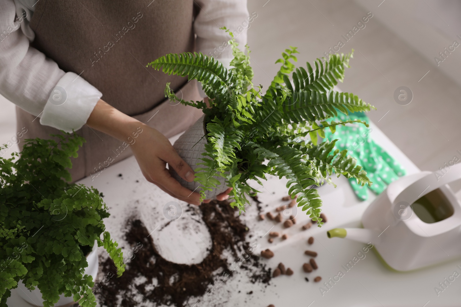 Photo of Woman holding fern above white table, closeup