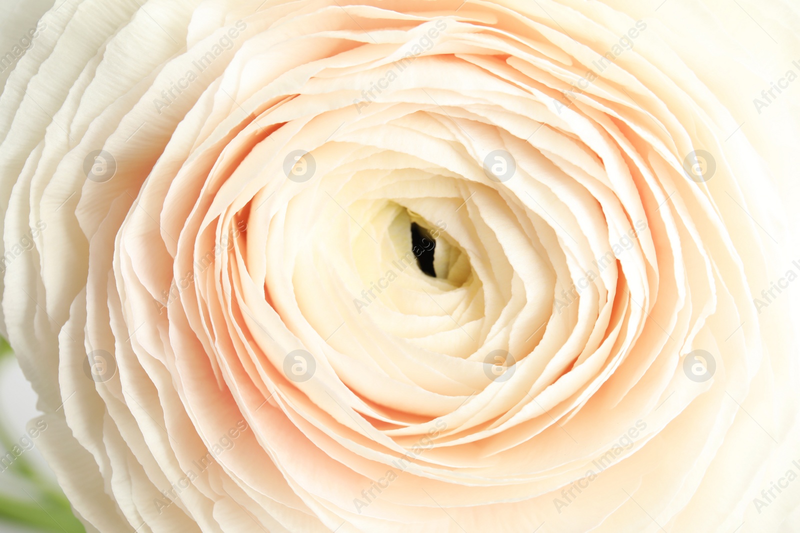 Photo of Beautiful ranunculus flower as background, macro view