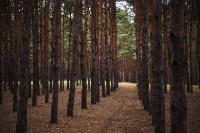 Planted pine forest with rows of young trees