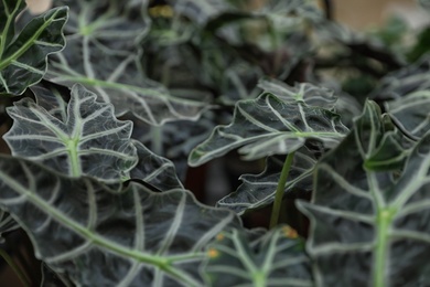 Photo of Beautiful tropical plant in floral shop, closeup