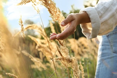 Photo of Woman walking through meadow and touching reed grass, closeup
