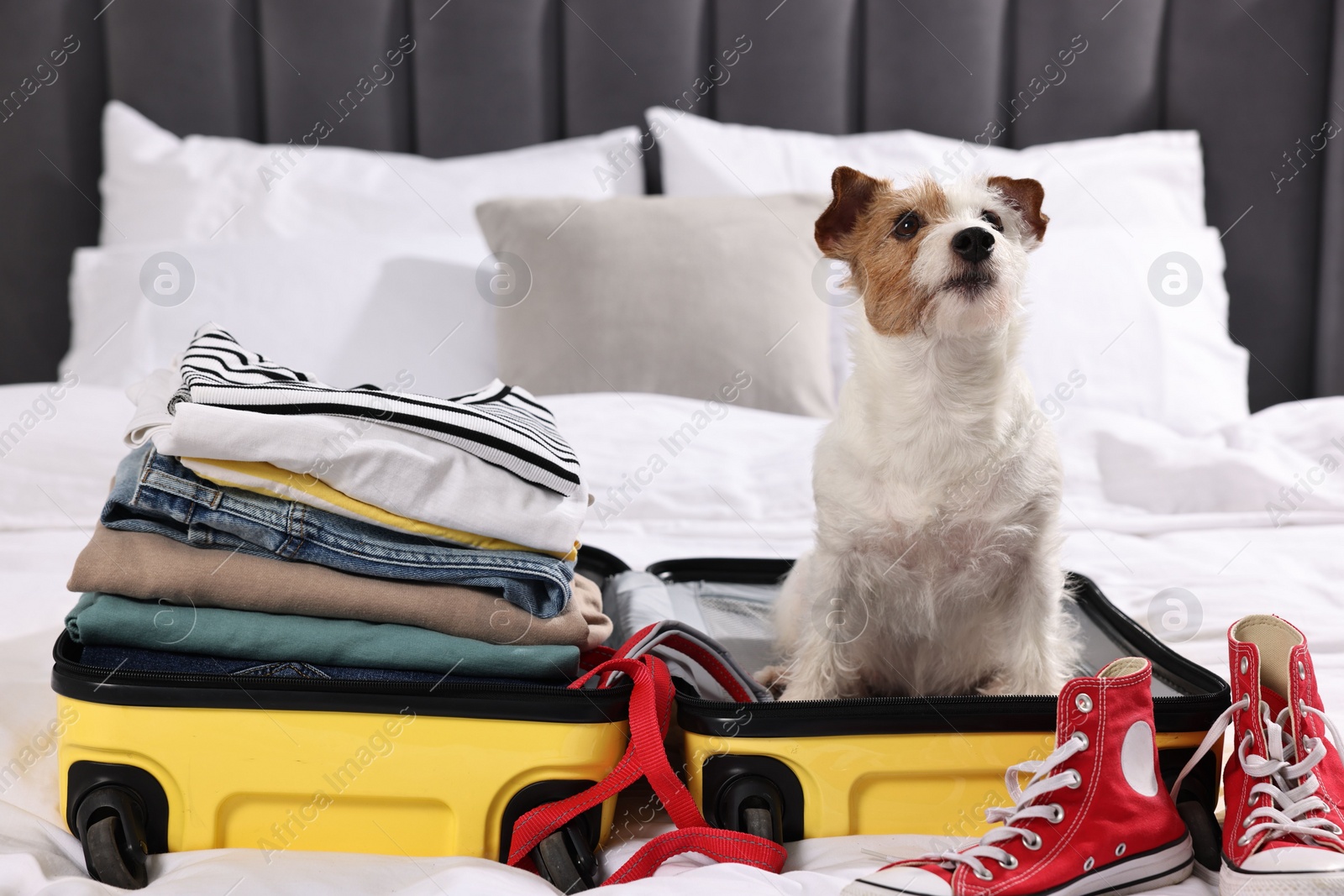 Photo of Travel with pet. Dog, clothes, shoes and suitcase on bed indoors