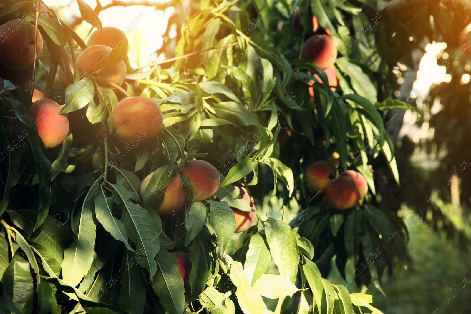 Photo of Ripe peaches on tree branch in garden