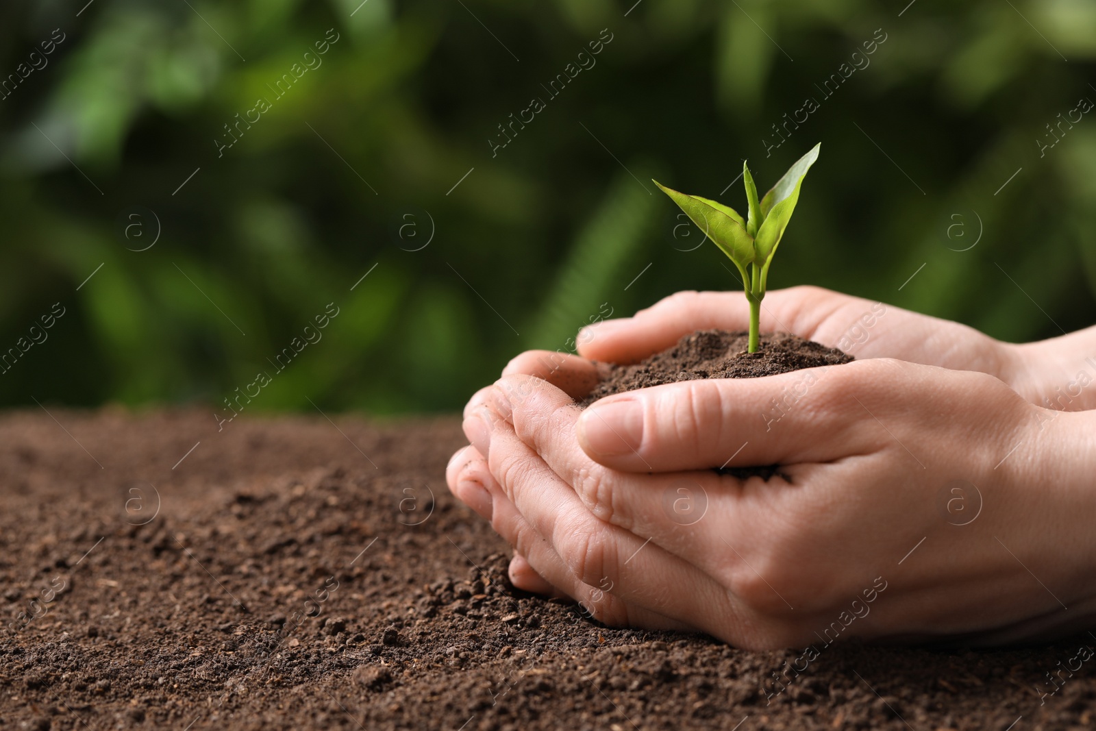 Photo of Woman holding young seedling over soil on blurred background, closeup. Space for text