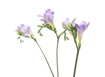 Photo of Beautiful violet freesia flowers isolated on white