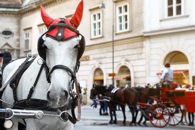 Photo of VIENNA, AUSTRIA - APRIL 26, 2019: Horse in carriage harness on city street