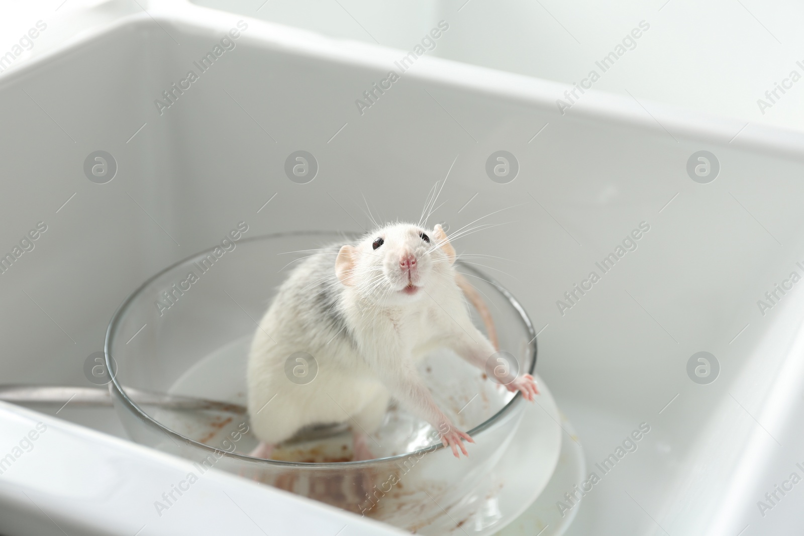 Photo of Rat and dirty dishes in kitchen sink. Pest control