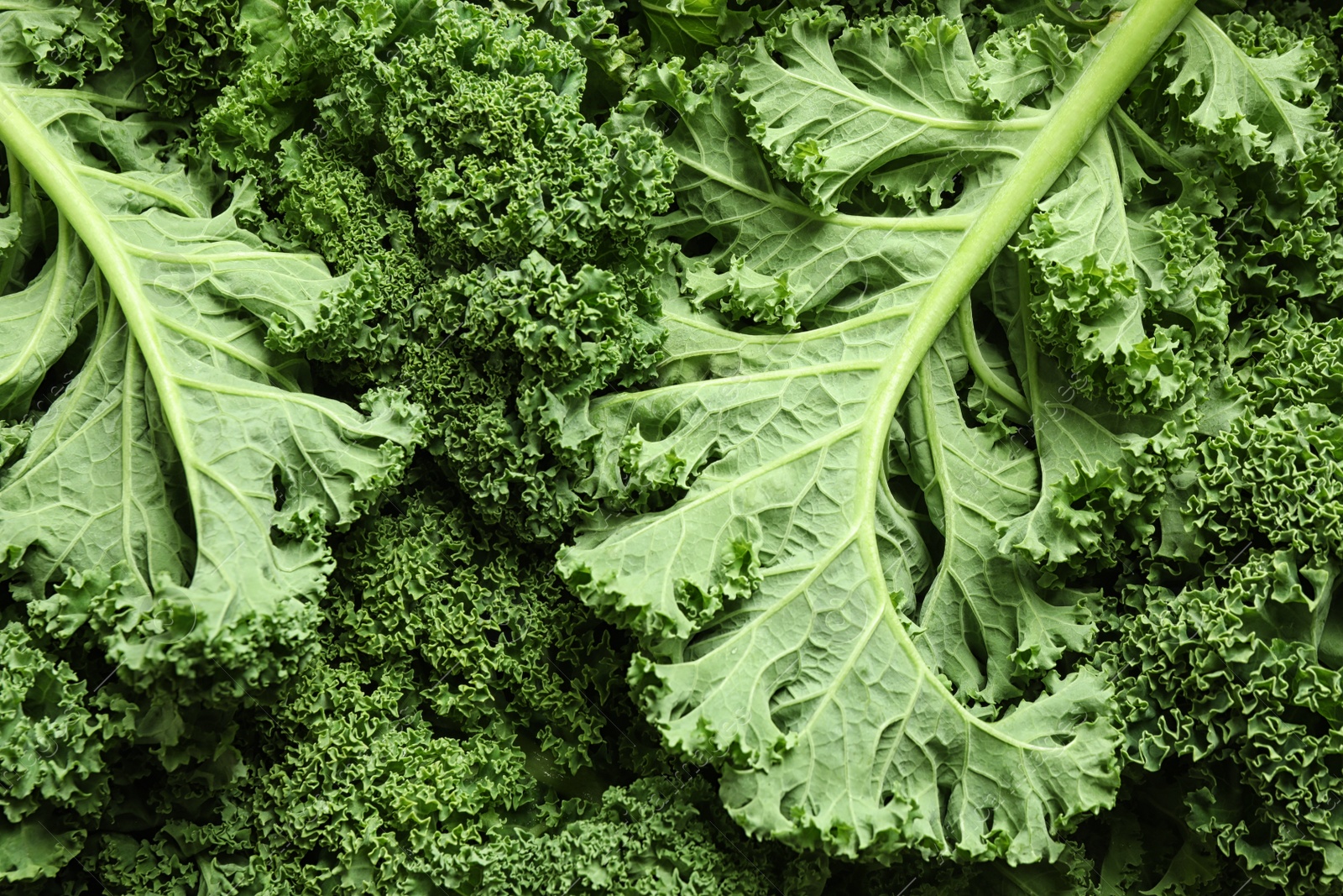 Photo of Fresh green kale leaves as background, closeup