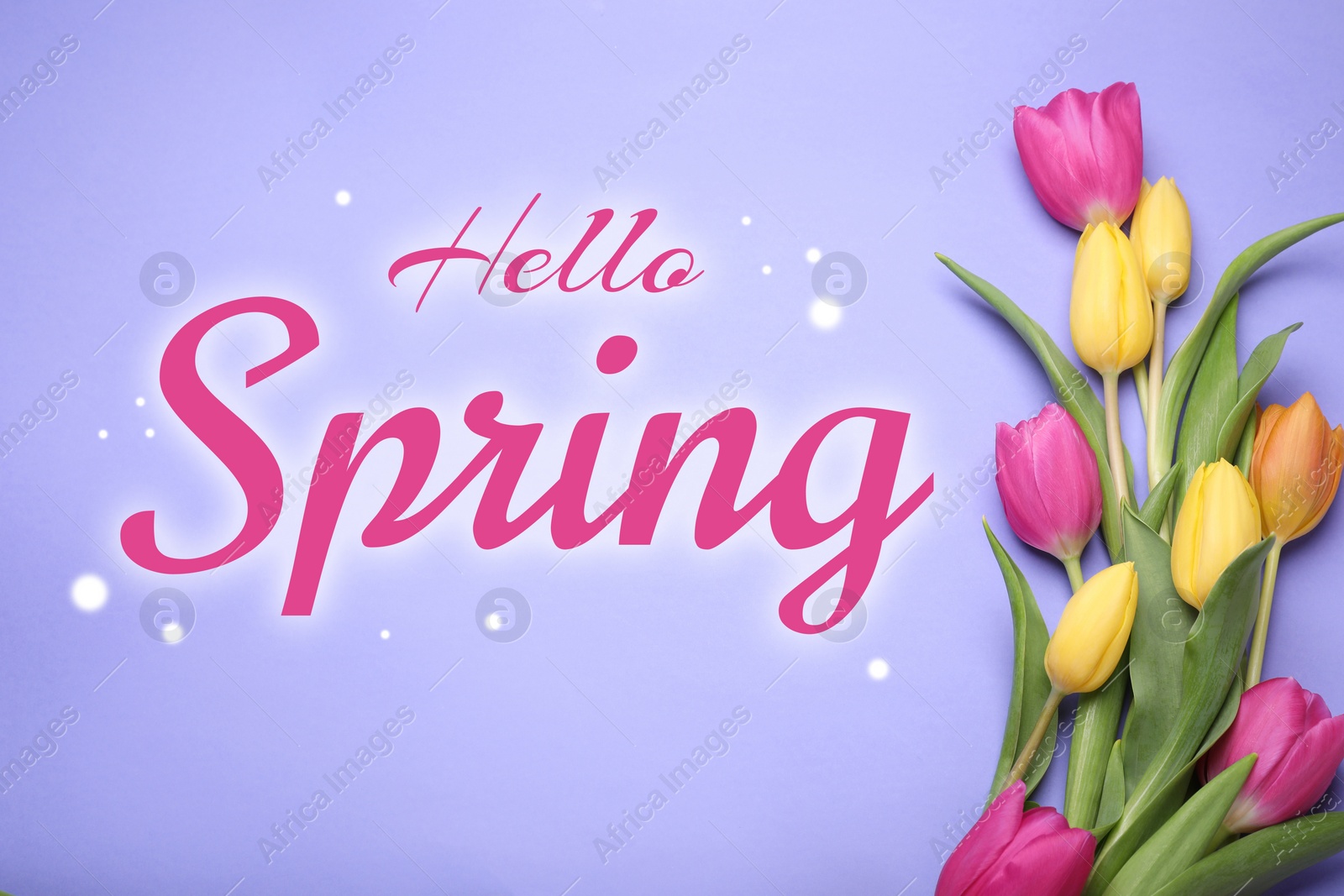 Image of Hello Spring card. Beautiful tulips on violet background, top view