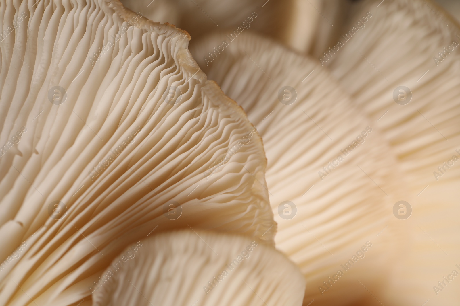 Photo of Macro view of fresh oyster mushrooms as background