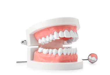 Educational model of oral cavity with teeth and mouth mirror on white background