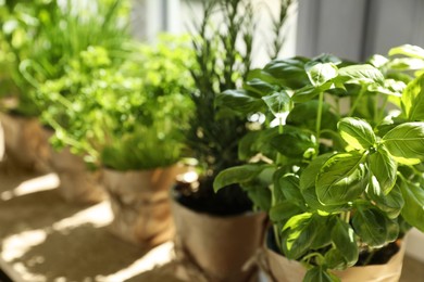 Photo of Different aromatic potted herbs near window indoors, closeup. Space for text