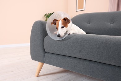 Jack Russell Terrier dog wearing medical plastic collar on sofa at home