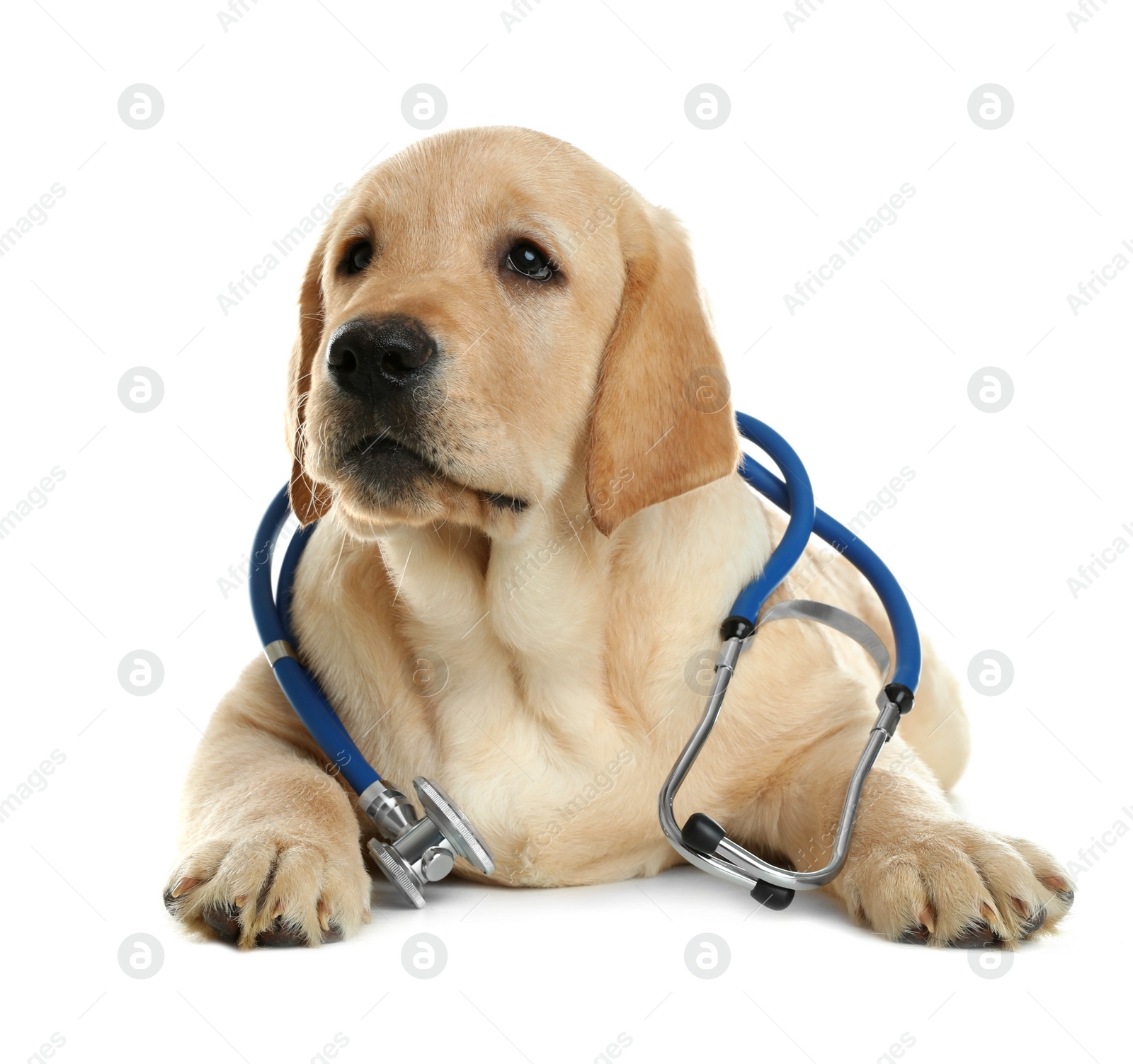 Photo of Cute little dog with stethoscope as veterinarian on white background