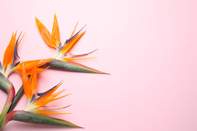 Photo of Flat lay composition with Bird of Paradise tropical flowers on pink background, space for text