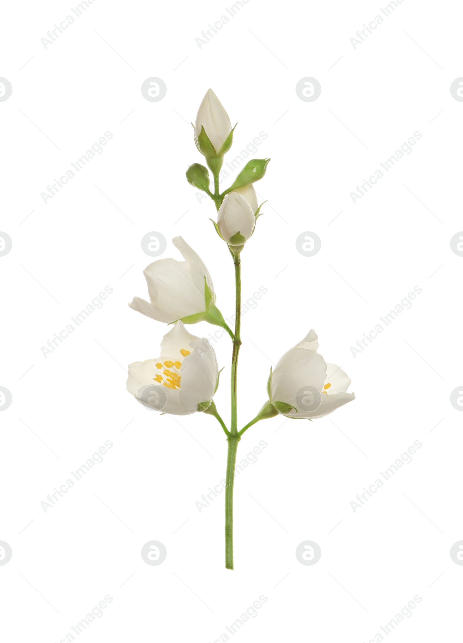 Photo of Beautiful flowers of jasmine plant isolated on white