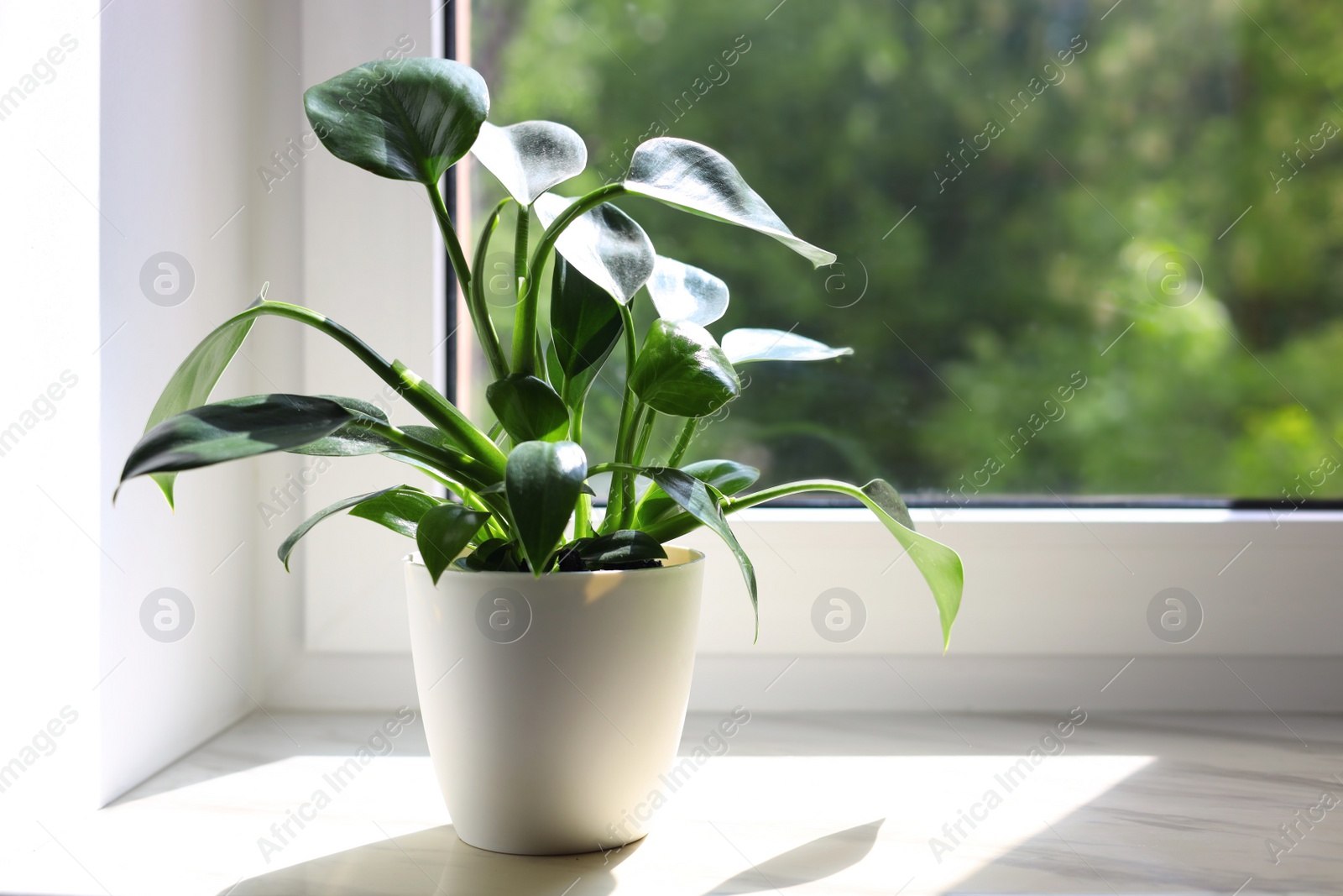 Photo of Beautiful houseplant with green leaves in pot on white window sill indoors. Space for text