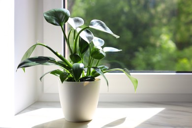 Beautiful houseplant with green leaves in pot on white window sill indoors. Space for text