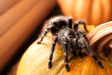 Photo of Striped knee tarantula on pumpkin indoors, closeup. Halloween celebration